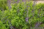 Photo: Baptisia australis 2.