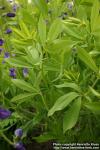 Photo: Baptisia australis 3.