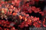 Photo: Berberis thunbergii 1.