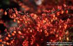 Photo: Berberis thunbergii 2.