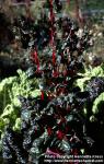 Photo: Beta vulgaris cicl 3.