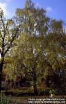 Photo: Betula pendula 1.