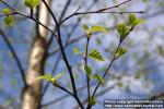 Photo: Betula pendula 10.