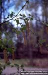 Photo: Betula pendula 4.