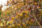 Photo: Berberis x ottawensis 6.