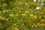 Photo: Berberis beaniana 2.