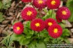 Photo: Bellis perennis 7.