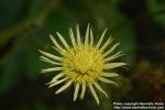 Photo: Berkheya radula.