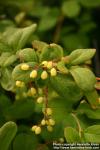 Photo: Berberis sieboldii 3.