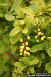 Photo: Berberis sieboldii 4.