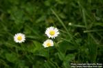 Photo: Bellis perennis 8.