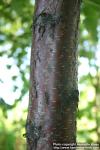 Photo: Betula papyrifera.