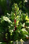 Photo: Beta vulgaris cicl 7.