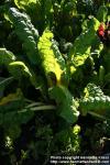 Photo: Beta vulgaris cicl 9.