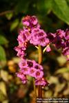 Photo: Bergenia 1.