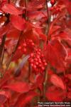 Photo: Berberis koreana 1.