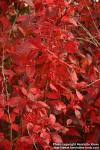 Photo: Berberis koreana 3.