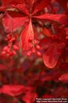 Photo: Berberis koreana 6.