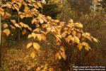 Photo: Betula ermanii 3.