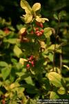 Photo: Berberis amurensis 3.