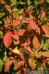 Photo: Berberis amurensis 4.