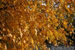 Photo: Betula pendula 18.