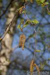 Photo: Betula pendula 31.