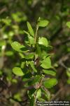 Photo: Betula glandulosa 3.