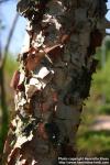 Photo: Betula davurica 4.