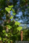 Photo: Betula pendula 32.