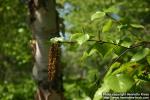 Photo: Betula ermanii 6.