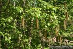 Photo: Betula ermanii 8.