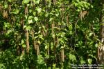 Photo: Betula Ermanii 9.