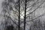 Photo: Betula pendula 40.