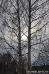 Photo: Betula pendula 41.