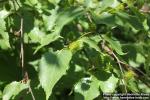 Photo: Betula ermanii 11.