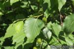 Photo: Betula ermanii 14.