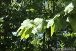 Photo: Betula maximowicziana 2.