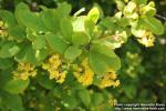 Photo: Berberis amurensis 7.