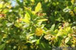 Photo: Berberis amurensis 8.