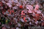 Photo: Berberis vulgaris 8.