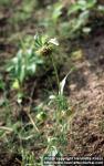 Photo: Bidens cernua 2.