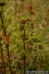 Photo: Bidens radiata 4.