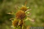 Photo: Bidens radiata 5.