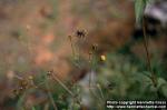 Photo: Bidens pilosa 1.