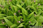 Photo: Bletilla striata.