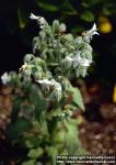 Photo: Borago officinalis 3.