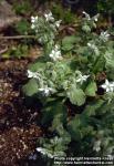 Photo: Borago officinalis 4.