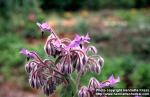 Photo: Borago officinalis 5.