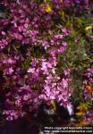 Photo: Boronia 2.